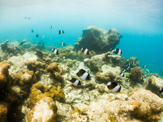 corals and tropical fish underwater sea life