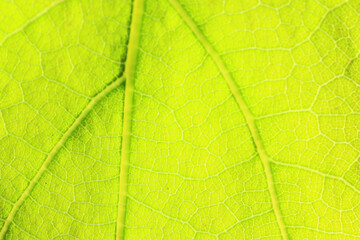 Naklejka na ściany i meble texture green leaf macro abstract background nature