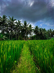 rice field in island