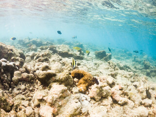 corals and tropical fish underwater sea life