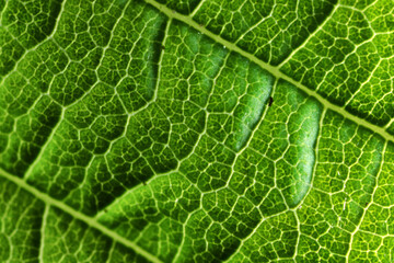 texture green leaf macro abstract background nature