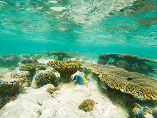 corals and tropical fish underwater sea life