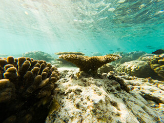 corals and tropical fish underwater sea life