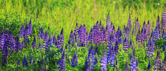 Naklejka premium inflorescences of lupines background springtime blossom season