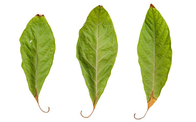 Three dry avocado leaves on a white background. Dry fallen leaves of a house tree.