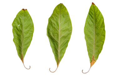 Three dry avocado leaves on a white background. Dry fallen leaves of a house tree.