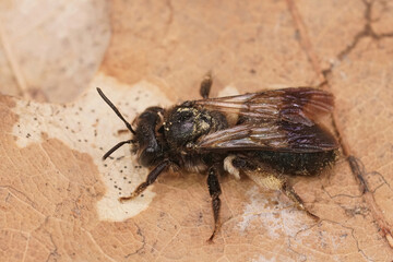Closeup on a female of the rare black mining bee, Andrena pilipes on a dried leaf