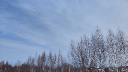 Spring blue sky with white clouds and trees with bare branches and buds before the growth of leaves