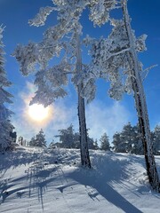 snow covered trees