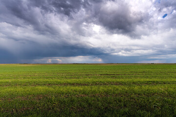 Fototapeta na wymiar Wheat field adn sky in early summer