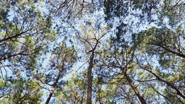 View up, bottom view of pine trees in forest have a sunshine. Movement camera Bottom view of sun through tall trunk pine trees forest in nature. Footage B roll 4k.