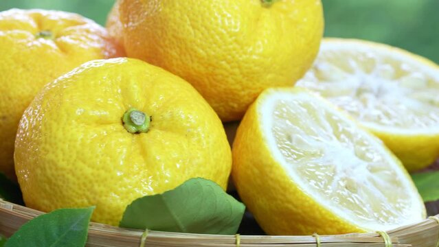 Sweet Yuzu Orange fruit in wooden basket over blur greenery background, Kochi Yellow Yuzu over green natural Blur background.
