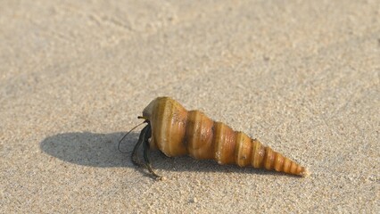Hermit crab on the beach in the sand