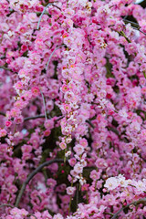 Obraz premium 季節の花