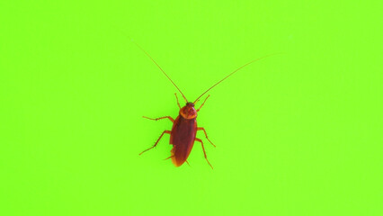Big cockroach on a green background