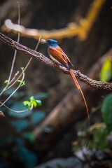 Asian Paradise Flycatcher ,Pair of birds
