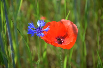 Kornblumen und Klatschmohn