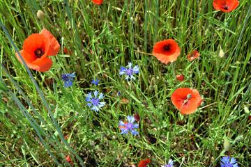Kornblumen und Klatschmohn