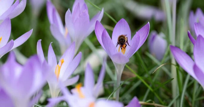 bee covered with pollen on purple crocus flower in the garden, insect on crocus in the morning. sieberi crocus