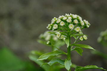 東京港区赤坂5丁目のフキ