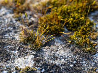 moss on top a rock with drop of water
