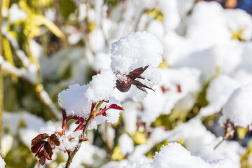  verwelkte Hagebutten des letzten Sommers und ein sich entfaltendes frisches neues Blatt mit schnee bedeckt