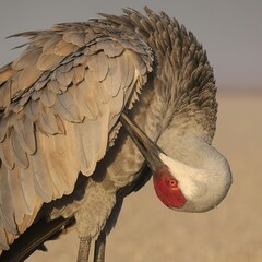Sandhill Crane in the Morning Light Sweetwater Wetlands Park Gainesville FL