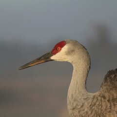 Sandhill Crane in the Morning Light Sweetwater Wetlands Park Gainesville FL