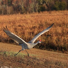Sandhill Crane Taking off at Sweetwater Wetlands Park Gainesville FL