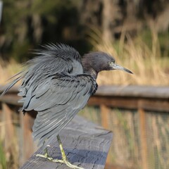 Little Blue Heron Sweetwater Wetlands Park Gainesville FL