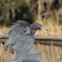 Little Blue Heron Sweetwater Wetlands Park Gainesville FL