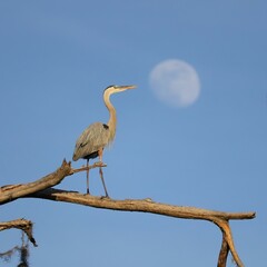Great Blue Heron Watching the Full Moon Rise Sweetwater Wetlands Gainesville