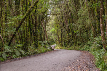 Winding road through rain forest in Glacier Country on South Island during summer in New Zealand