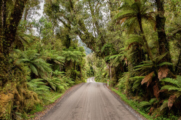 Fototapeta na wymiar Driving through rain forest in Glacier Country on South Island during summer in New Zealand