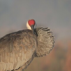 Sandhill Crane Morning Light Golden Blue Hour Sweetwater Wetlands Park Gainesville