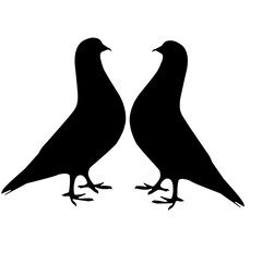 Obraz premium two pigeons silhouette