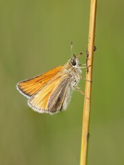 Small skipper butterfly /Thymelicus sylvestris