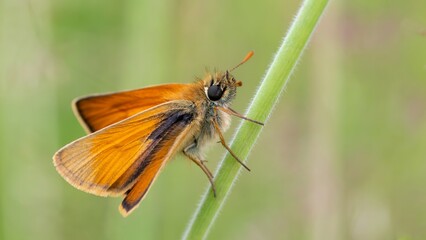 Obraz premium Small skipper butterfly /Thymelicus sylvestris