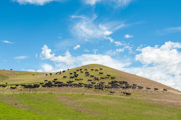 Herd of cattle in northern Otago on South Island during summer in New Zealand. There are more than 6 million cows in NZ.