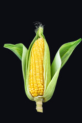 Obraz premium Lean, plump, human, staple food, corn, black background, maize
