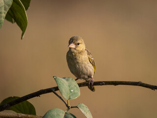 ruppell's weaver in saudi arabia