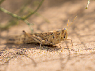 saudi arabian  insects 