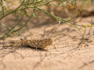 saudi arabian  insects 