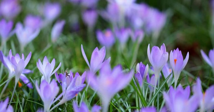 pole pełne fioletowych dzikich krokus&oacute;w na wiosnę, purple wild crocuses