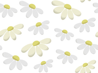 Seamless daisy pattern. Vector background with white wild chamomile. Medical herbs