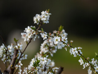 peach blooms in saudi arabia