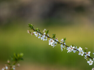 peach blooms in saudi arabia