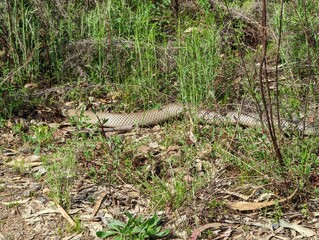 A very poisonous eastern brown snake sunbathing in the warmth of early spring in the bush in the Australian Capital Territory.
