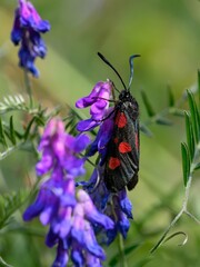 six spotted burnet moth /Zygaena filipendulae