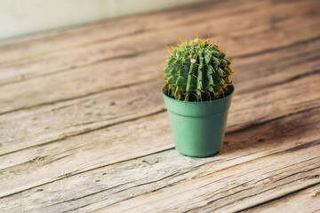 small cactus in a green pot on a wooden table